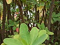 Euphorbia milii var. splendens close-up