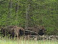 Wisenten (Bison bonasus) in het Oerbos van Białowieża.