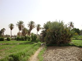 Farm - jahara city - kuwait.jpg