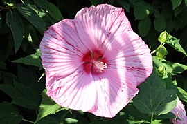Unknown hibiscus