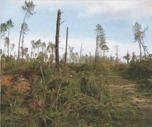 Forêt après la tempête.