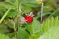 Fraise des bois juin2009