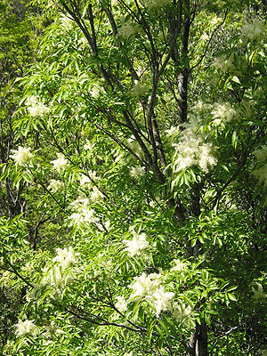 Flowering Ash (Fraxinus ornus) - Habit: Prunel...