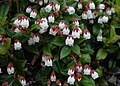 Flowering plant on Mount Sannomine