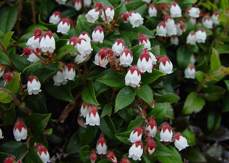 File:Gaultheria ovatifolia Iwahaze in Sannomine 2002 6 16.jpg