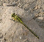 Gomphus flavipes, hona