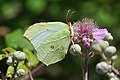 3. unidentifizierter Schmetterling