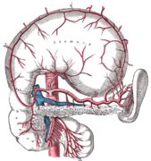 Arteria celiaca y sus ramas, el estómago está traccionado y el peritoneo removido