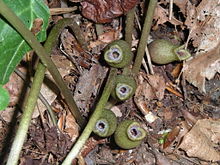 Five brown jug-shaped flowers at the base of a low plant, viewed from above.