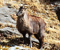 Himalayan Tahr