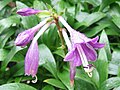 Hosta clausa var. ensata1SHSU.jpg