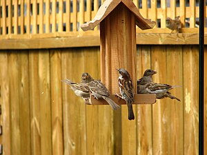 English: House Sparrows at a bird feeder