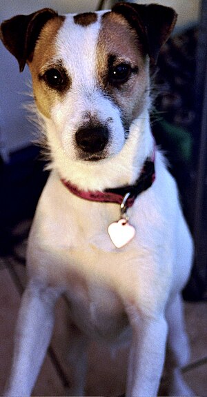 English: This is Huxley, a Jack Russell terrie...