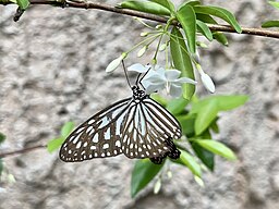 Ideopsis gaura, Malaysia