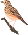 Jerrdon's Bushlark