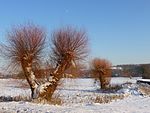 Winters landschap