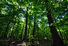 LTC Old-Growth Forest.jpg