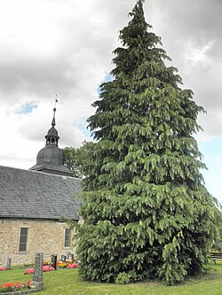 Lawsons Scheinzypresse auf Friedhof Alkersleben.jpg