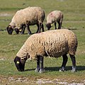 Moutons de race suffolk élevés pour alimenter la filière prés-salés du Mont-Saint-Michel