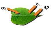 Vignette pour Transpiration végétale