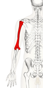 Left humerus - posterior view.png
