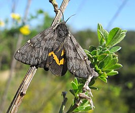 Leptarctia californiae