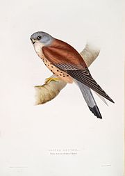 From John Gould's Birds of Europe