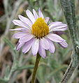 Lessingia filaginifolia