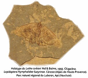Fossile de Lethe corbieri, papillon de l'Oligocène de Provence (France).