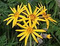 Ligularia dentata