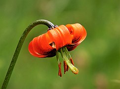Mai: Lilium albanicum