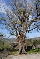 Bergahorn am Burgtor (Acer pseudoplatanus)
