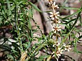 Lomandra obliqua