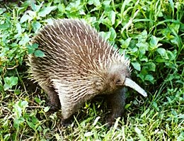 Nyugati hosszúcsőrű hangyászsün (Zaglossus bruijni)