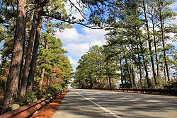 Part of the Lost Pines Forest along State Highway 21 near Bastrop