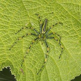 Malagasy green lynx spiderPeucetia lucasiMadagascar