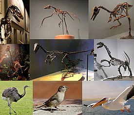 1-й ряд: Deinonychus antirrhopus, Archaeopteryx lithographica, Patagonykus puertai; 2-й ряд: Anzu wyliei, неназванный аляскинский троодонтид, Erliansaurus bellamanus; 3-й ряд: обыкновенный нанду, домовый воробей, розовый пеликан.