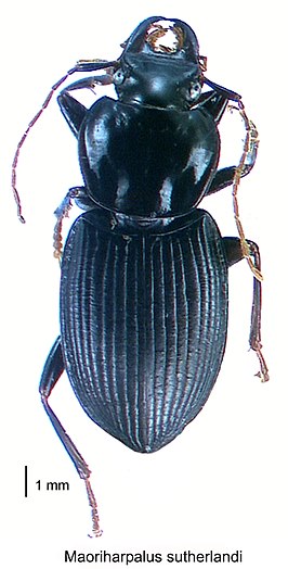 Maoriharpalus sutherlandi