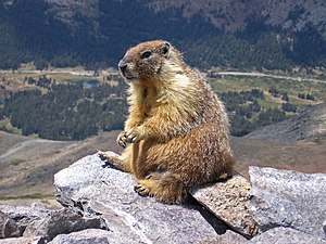 Marmota