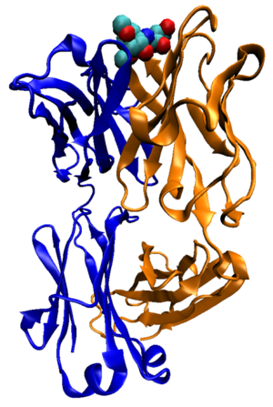 Illustration of a murine anti-cholera antibody...