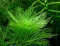 Myriophyllum mattogrossensis