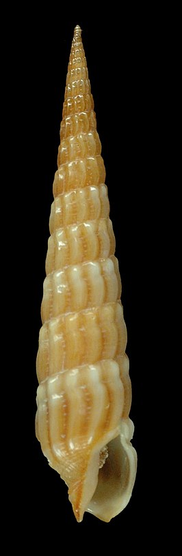 Myurella paucistriata