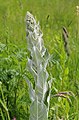 Pflanze 4 Flockige Königskerze, Verbascum pulverulentum