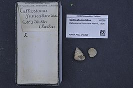 Calliostoma funiculare