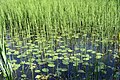 Nuphar pumila i E. fluviatile