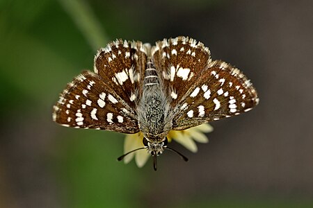 Dorsal view