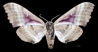 Female, ventral view