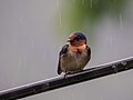 Hirundo tahitica