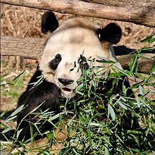 Tai Shan at the National Zoo Panda National Zoo.jpg