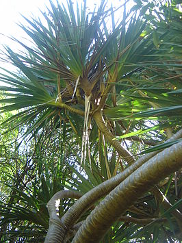 Pandanus utilis